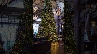 Disney's Animal Kingdom Lodge is WOW!