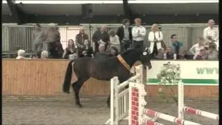 Indoctro, hengstenshow 2011.wmv