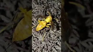 Yellow Hornet #macrophotography #insects #nature