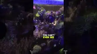 Just another place to put corals.