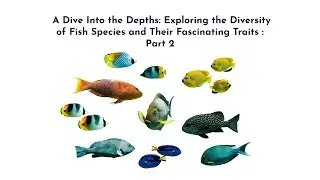 Fish Species and Their Fascinating Traits : Part 2