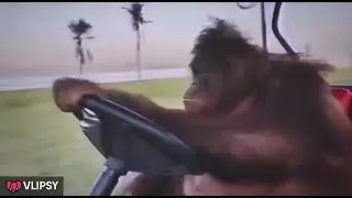 vlipsy orangutan driving golf cart ddR69TWd