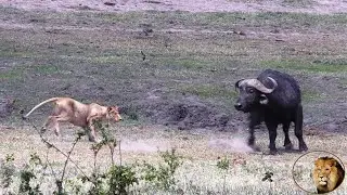 Buffalo's Walk Right Into Lion Pride SURPRISE!!