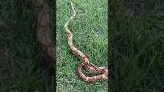 Male Hypo paradigm