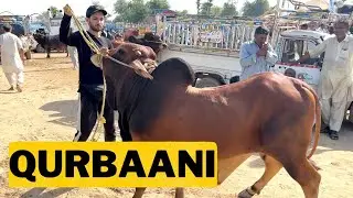 Alhumdulillah jaanwar milgaya😍