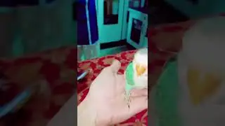 Handtame #Chicks #Green Love Bird