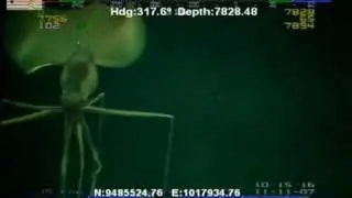 Deep-sea squid (Magnapinna sp.)