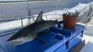 Unforgettable Inshore & Deep Sea Adventures | North Myrtle Beach Fishing Charters