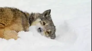 Wolves, Wolf Grooming, Cleaning In Snow