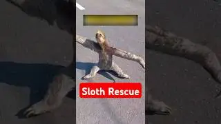 Brave Sloth Mom Seeks Help to Save Her Baby 🦥 #rescue #sloth