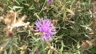Priddy Barrows Visit, PART G,' Transversing North Hill and Swamp' by Sheila, Sept 11th 2015