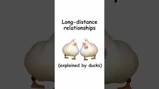 Long distance relationships (explained by ducks)