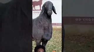 Big goat #fat#goat#big_goat#arabic_viral_goat