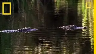Gator Mom vs. the World | National Geographic