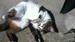 My Cat Stretching in the Morning