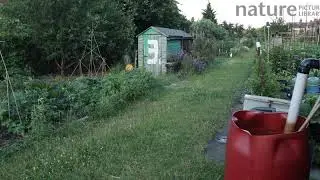 Red fox vixen running through an allotment, London, England, UK, June.