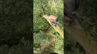 European Jungle