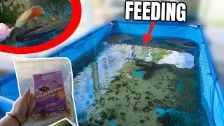 EXOTIC FISH POND FEEDING