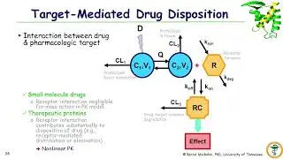 Pharmacokinetics & Pharmacodynamics of Therapeutic Proteins Part 3 of 5 with Dr  Bernd Meibohm