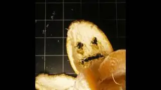 The Orange Who Ate Itself