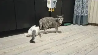 Kitten kitchen capers 😸😼 with candy wrappers! #cat 