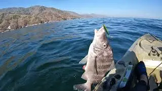 Excelente captura de Mojarra Plateada , dio buena pelea 🎣🎣🚣🏽🚣🏽