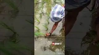 traditional way of rice cultivation🌾 in India. #shorts  #cultivation #farming #agriculture
