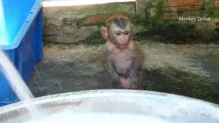 So Adorable!! Monkey Baby Donal Sit Waiting Swim In Bubble Bath