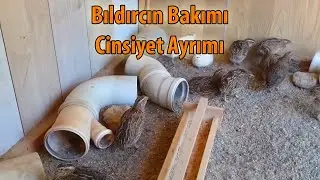 Bıldırcın bakımı ve cinsiyet ayrımı