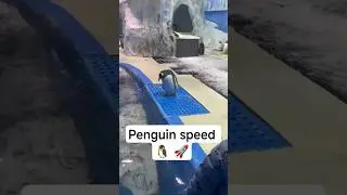 Penguin speed 🐧#fyp #viral #foryou #recommended #fypシ #shorts #reels #tiktok #video #penguin #speed