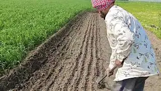ਅੱਜ ਲਾਈ ਪਿਆਜ਼ਾ ਦੀ ਪਨੀਰੀ 🌾🌾🌾#jattlife