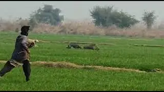new Shikar 2023|Kathadogs|Pig hunting in Pakistan