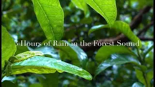 Sleeping Music for Deep Sleep/Meditation (2020)| High Quality Rain Sound for Relaxation [Rain Sound]