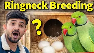 Ringneck Breeding Tips | Fertile Eggs & Healthy Babies