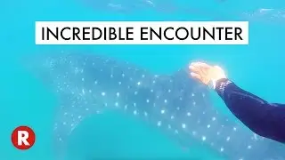 Swimming With Whale Sharks // Once In A Lifetime! // La Paz, Mexico