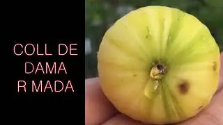 honey drop  figs 2  - 꿀 떨어 지는 무화과 품종들