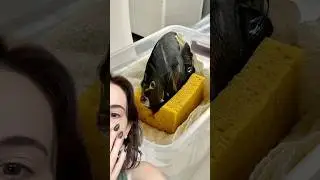 Как разные животные получают рентгеновские лучи