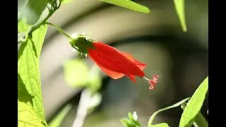 Garden Answer: Malvaviscus Arboreus   Turk's Cap