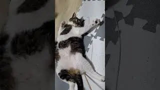 2026년 1월 15일 #cat #cute #kitty #kitten
