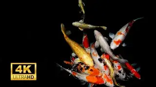 SOo Beautiful  Koi Fish 4k Japanese Koi Fishes Ultra Hd