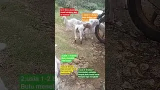 4 fase alami anak kambing #caramerawatanakkambing