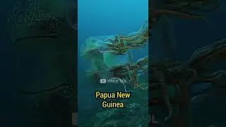 Rare Jellyfish Caught On Camera