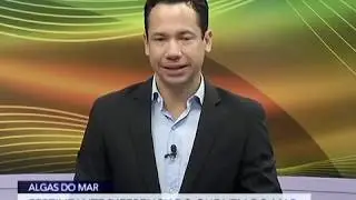 Algas: fertilizante diferenciado que vem do mar
