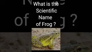 # Scientific Name of Frog