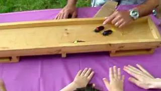 Cockroach Racing