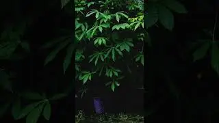 wet plante deep relax #asmr #rain #rainoundforsleep #rainsounds #nature #heavyraining #peace