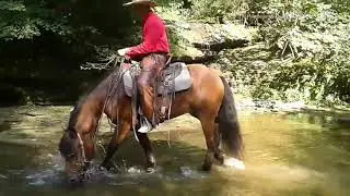 Shultz 3yr.old Gypsy Vanner Haflinger cross gelding selling @ Boone County horse sale Sept.6th.