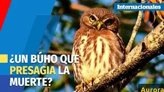 Pajareando | &iquest;Un b&uacute;ho que presagia la muerte?