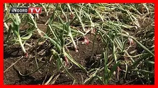 Urimi wa itunguru, Ndeiya-Limuru: Mugambo wa murimi (Part 1)