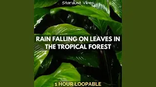 Rain Falling on Leaves in the Tropical Forest: One Hour (Loopable)